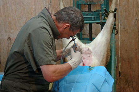 GREYMOUTH, NEW ZEALAND, CIRCA 2006: A vet uses a laparascope to find the uterus of a hind during an embryo transfer programme on red deer hinds circa 2006, near Greymouth, New Zealand.のeditorial素材
