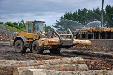 A timber loader places Pinus radiata logs at the feed-in area of a sawmillのeditorial素材