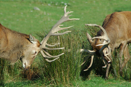 two red deer stags fighting with their antlers, West Coast, South Island, New Zealandの写真素材