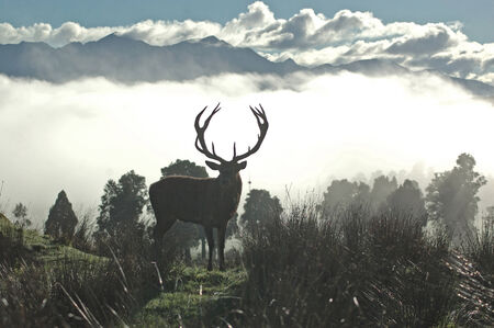 13 point red deer stag silhouetted against morning fog, West Coast, South Island, New Zealandの写真素材