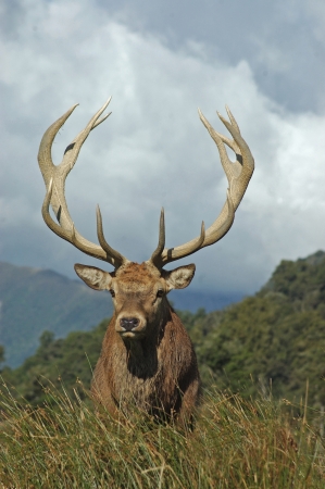 a 13 point red deer stag of 288 SCI, West Coast, South Island, New Zealandの写真素材