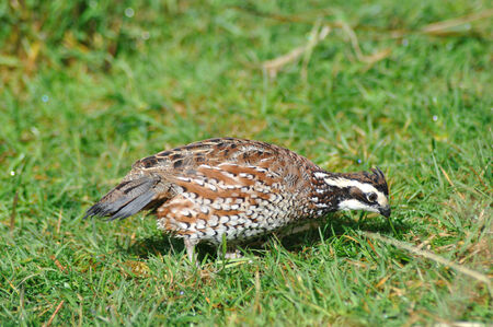 female Northern Bobwhite, Virginia Quail or Bobwhite Quail, Colinus virginianus, a ground-dwelling bird native to the United States, Mexico, and the Caribbean, and a favourite with gamebird shooters.の写真素材