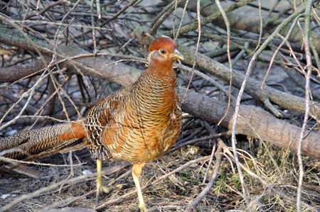 female Lady Amherst's Pheasant, Chrysolophus amherstiae,の写真素材