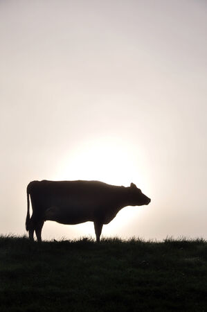 silhouette of Jersey cow on pasture, West Coast, New Zealandの写真素材