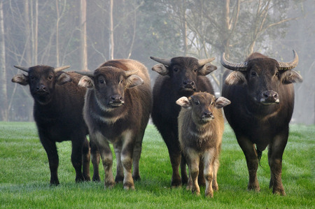 Family of swamp buffalo, Bubalus bubalisの写真素材