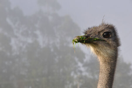 portrait of female ostrich, Struthio camelusの写真素材