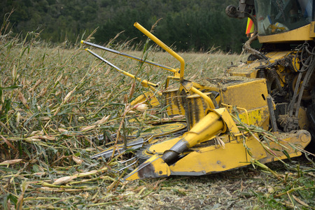 Detail of cutters on combine harvester as farmers harvest a crop of maize for silage on a dairy farm...