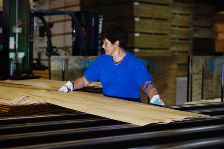GREYMOUTH, NEW ZEALAND, MAY 22, 2015 : An unidentified worker grades freshly dried  sheets of veneer for pressing into plywood on May 22, 2015, near Greymouth, New Zealandのeditorial素材