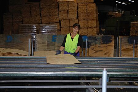 GREYMOUTH, NEW ZEALAND, MAY 22, 2015 : An unidentified worker grades freshly dried  sheets of veneer for pressing into plywood on May 22, 2015, near Greymouth, New Zealandのeditorial素材