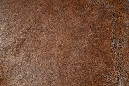 background of the flank of a draught horseの写真素材