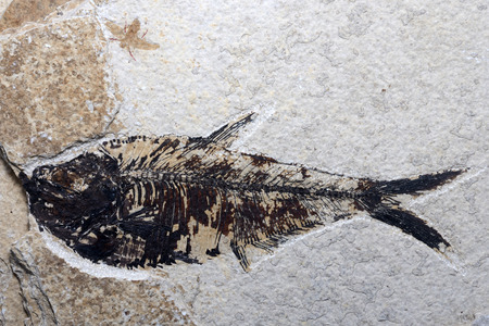 A beautifully preserved fossil fish with an insect for company, evidence of instant burial and quick fossilisation. An insect has only a soft external skeleton which cannot be fossilised over millions of years.の写真素材