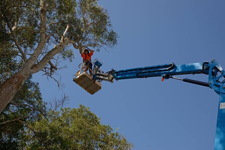 KINGAROY, AUSTRALIA, MARCH 30, 2016: An unidentified man prunes a tall acacia tree from a cherry picker.のeditorial素材