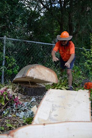 KINGAROY, AUSTRALIA, MARCH 30, 2016: An unidentified man finishes cutting down the stump of a Queensland Bottle Tree, Brachychiton rupestris.のeditorial素材