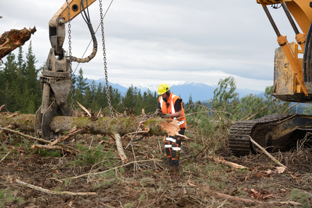 KUMARA, NEW ZEALAND, SEPTEMBER 20, 2017: A forestry worker removes the chain from a log at a logging site near Kumara, West Coast, New Zealandのeditorial素材