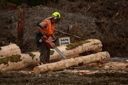 KUMARA, NEW ZEALAND, SEPTEMBER 20, 2017: A forestry worker trims a Pinus radiata log at a logging site near Kumara, West Coast, New Zealand.のeditorial素材