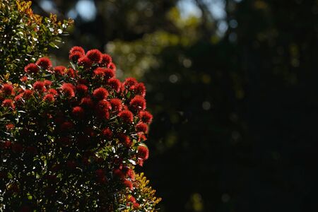 Flowers of New Zealand Northern Rata brighten the native bush on the West Coast, New Zealand.の写真素材