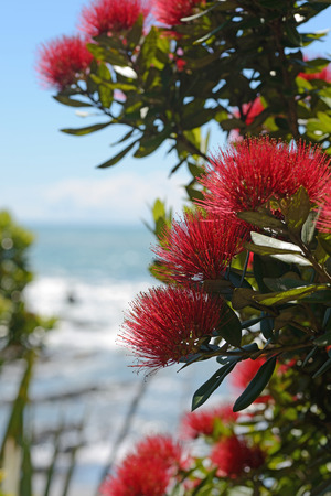 Flowers of New Zealand pohutakawa, Metrosideros excelsa, frame a beach scene on the West Coast, South Island, New Zealand.の写真素材