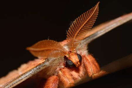 portrait of a hairy male gum emperor moth, Opodiphthera eucalyptiの写真素材