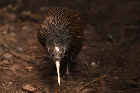 The North Island brown kiwi, Apteryx mantelli, is the most common kiwi, with about 35,000 remaining, in the wild in New Zealand. This bird holds the world record for laying the largest eggs relative to its body size.の写真素材