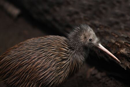 The North Island brown kiwi, Apteryx mantelli, is the most common kiwi, with about 35,000 remaining, in the wild in New Zealand. This bird holds the world record for laying the largest eggs relative to its body size.の写真素材