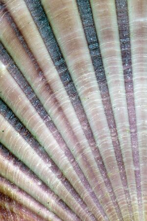 Detail of the surface of a seashell