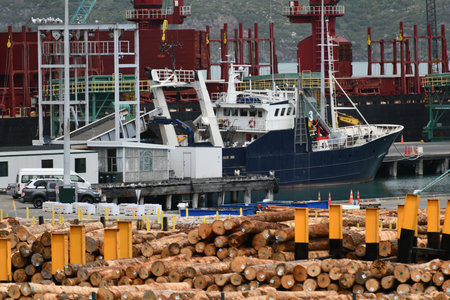 LYTTLETON, NEW ZEALAND, NOVEMBER 21, 2019: Pinus radiata logs awaiting export line the wharf at Lyttleton harbour.のeditorial素材