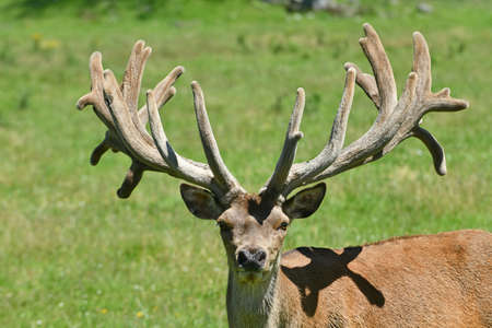 A red stag with an impressive set of antlers grazes in his paddock on the West Coast of New Zealand.の写真素材