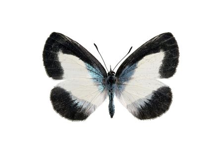 Butterfly - Small Green-banded blue, Psychonotis caelius, female Australian butterfly, isolated on white, wingspan 32mmの写真素材