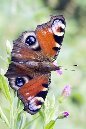 Butterfly, Peacock, Inachis Io, female butterfly feeding on little willowherb, wingspan 63mmの写真素材