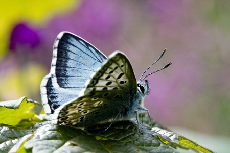 Butterfly, Chalkhill Blue, Lysandra coridon, male butterfly on bramble leaf with rosebay willowherb in background, wingspan 38mmの写真素材