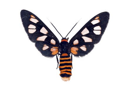 White Antenna Wasp Moth, Amata nigriceps, Australian day-flying moth, isolated on white, wingspan 30mmの写真素材