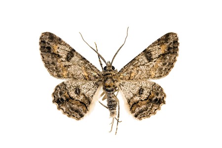 Moth, Australian Geometrid, Cleora species, well camouflaged, wingspan 30mmの写真素材