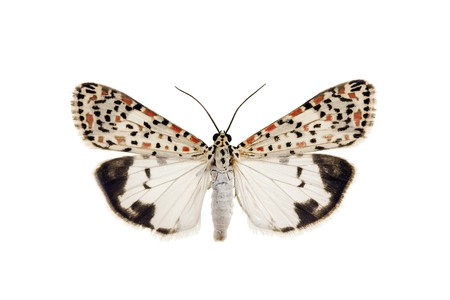 Salt and pepper moth, Utetheisa lotrix, Australian Noctuid moth, Arctiidae, wingspan 37mm