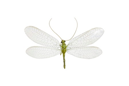 Green Lacewing, Australian  Neuroptera,  isolated on white, wingspan 28mmの写真素材