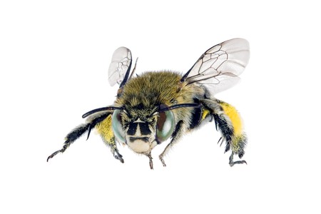 Blue-banded Bee, Amegilla cingulata, Australian native bee, isolated on white, with collected mimosa pollen on rear legs, wingspan 17mmの写真素材