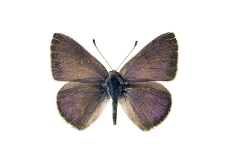 Butterfly, Varied Dusky blue, Candalides hyacinthina, Australian butterfly, male, wingspan 28mm