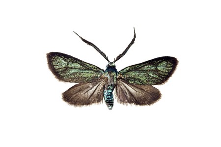 Moth, Green forester, Procris statices, Australian zygaenid moth, wingspan 20mmの写真素材