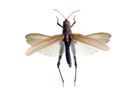 Common Field Grasshopper, wings and wing cases extended, isolated on white, length 40mmの写真素材