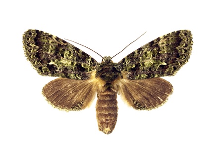 Moth, Mottled Prominent, Noctuoidea, length 22mm, wingspan 55mm