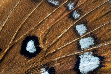 Butterfly wing, Splendid Ochre, Trapezites symmomus