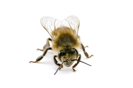 Bee, Apis mellifera, European or Western honey bee, isolated on white, wingspan 18mm