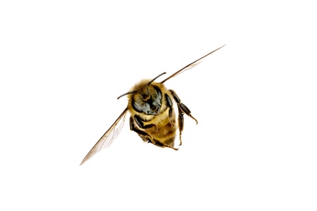 Bee, Apis mellifera, European or Western honey bee, isolated on white, wingspan 18mmの写真素材