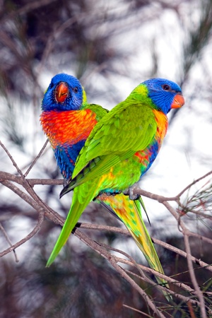 Birds, Australian Parrots, Rainbow lorikeetsの写真素材
