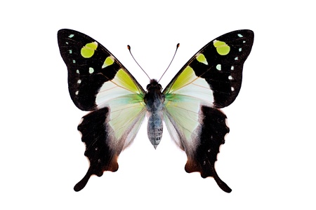Butterfly - Macleays Swallowtail, Graphium macleayanusの写真素材