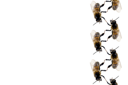 Bee line pattern on white の写真素材