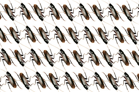 Cockroach infestation conceptの写真素材