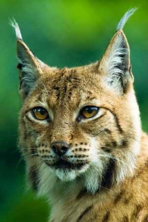 Portrait of a Lynx. Focus is on the eyes.