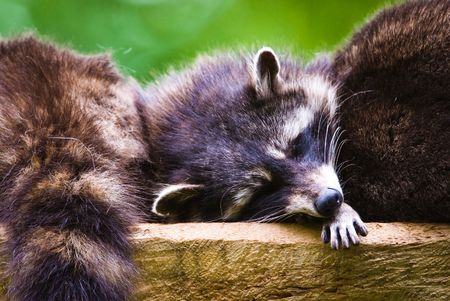 Sleeping racoons (lat. Procyon lotor), focus is on the eyes.の写真素材