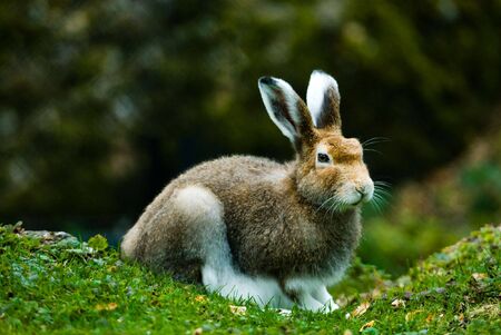 mountain hare (lat. Lepus timidus)の写真素材