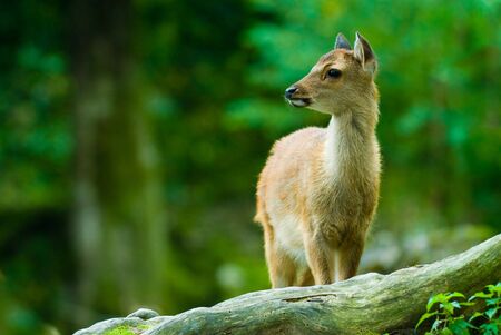 young sika deer fawn standing in the woods (lat. Cervus nippon)の写真素材